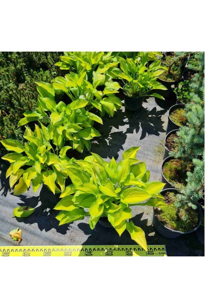 Хоста гібридна Голд Стандарт - 3л/вис.20-30см/Ø40-60см